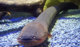 电鳗最新爆料是真的吗,真相揭秘，是真是假？