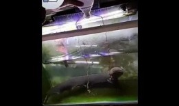 电鳗最新爆料是真的吗,真相揭秘，是真是假？