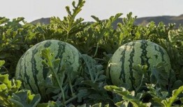 买吃瓜视频网红叫什么,揭秘吃瓜视频网红的爆红之路