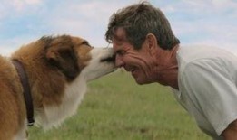 热点爆料小狗视频,萌态可掬引网友热议