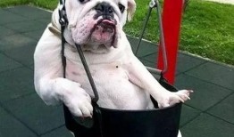 热点爆料小狗视频,萌态可掬引网友热议