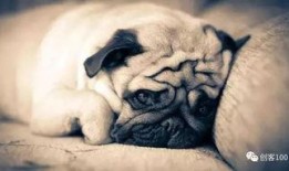 巴哥过年爆料事件视频,揭秘娱乐圈惊人内幕