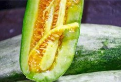 网红吃的什么瓜好吃,盘点那些让人欲罢不能的美食瓜