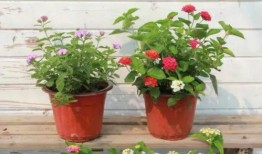 微博吕布爆料最新消息视频,揭秘视频背后的惊人真相！