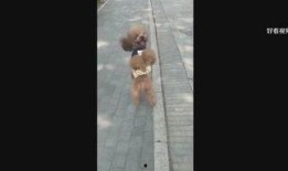 爆料娱乐小哥视频在线观看,独家视频在线观看，带你领略幕后精彩瞬间