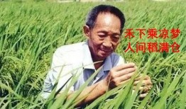 实事爆料袁隆平爷爷视频,揭秘杂交水稻育种传奇