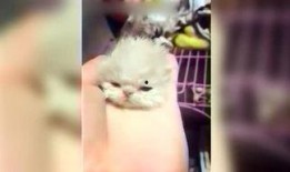 娱乐吃瓜酱妹,揭秘娱乐圈那些不为人知的幕后故事