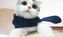 河南都市爆料猫咪新闻视频,萌宠奇遇记，温情满满瞬间曝光