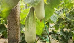 网红吃的绿色水果瓜是什么,揭秘其独特魅力与食用价值