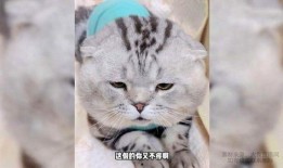 娱乐吃瓜酱小猫刀,揭秘娱乐圈背后的刀光剑影