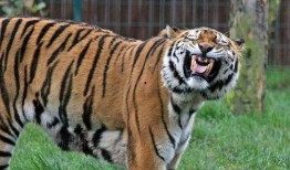 微笑小动物最新爆料,揭秘娱乐圈幕后真相