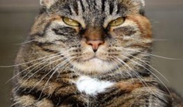 河南都市爆料猫咪新闻视频,萌宠奇遇记，温情满满瞬间曝光