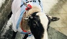 爆料网红小羊视频下载,独家攻略大公开