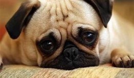 巴哥过年爆料事件视频,揭秘娱乐圈惊人内幕