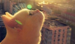 河南都市爆料猫咪新闻视频,萌宠奇遇记，温情满满瞬间曝光