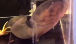 电鳗最新爆料是真的吗,真相揭秘，是真是假？