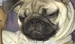 巴哥最新爆料微博号,揭秘娱乐圈最新动态！”